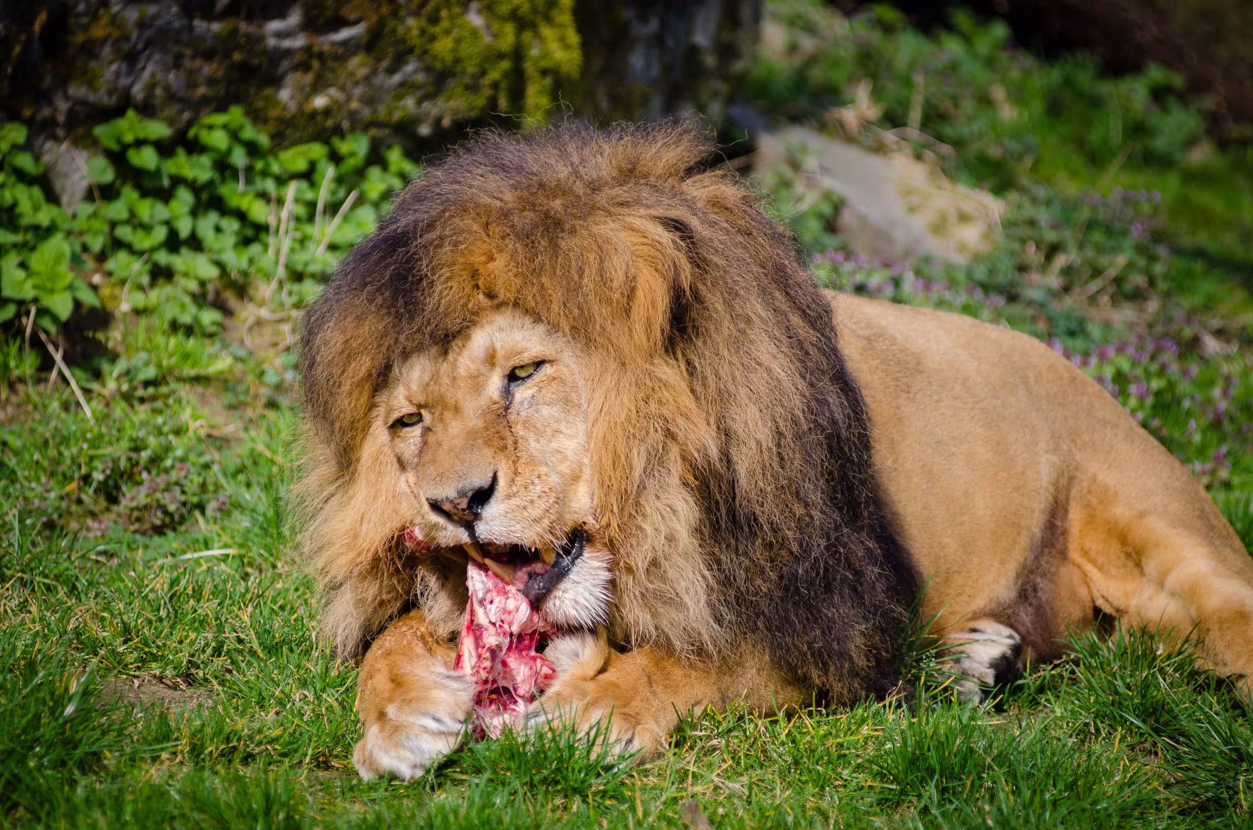 Northern Tanzania Mega Safari & Cultural Expedition- 12 Days