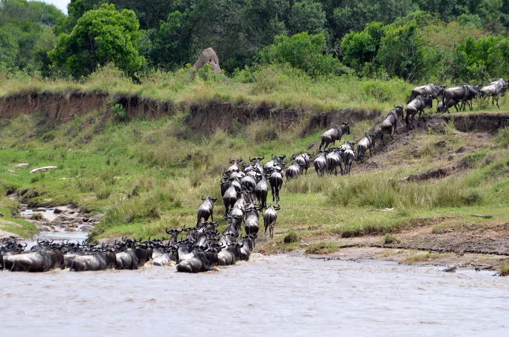 Serengeti Great Migration Safari
