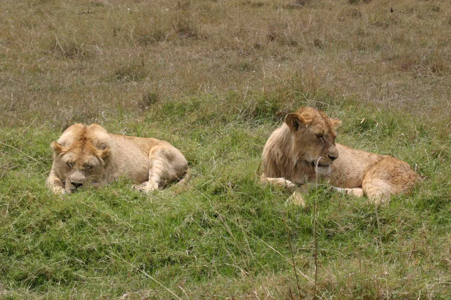 Serengeti – Ngorongoro Highlands