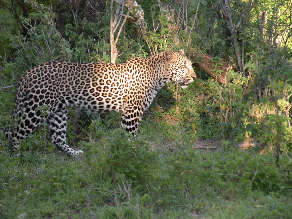 Ngorongoro Highlands