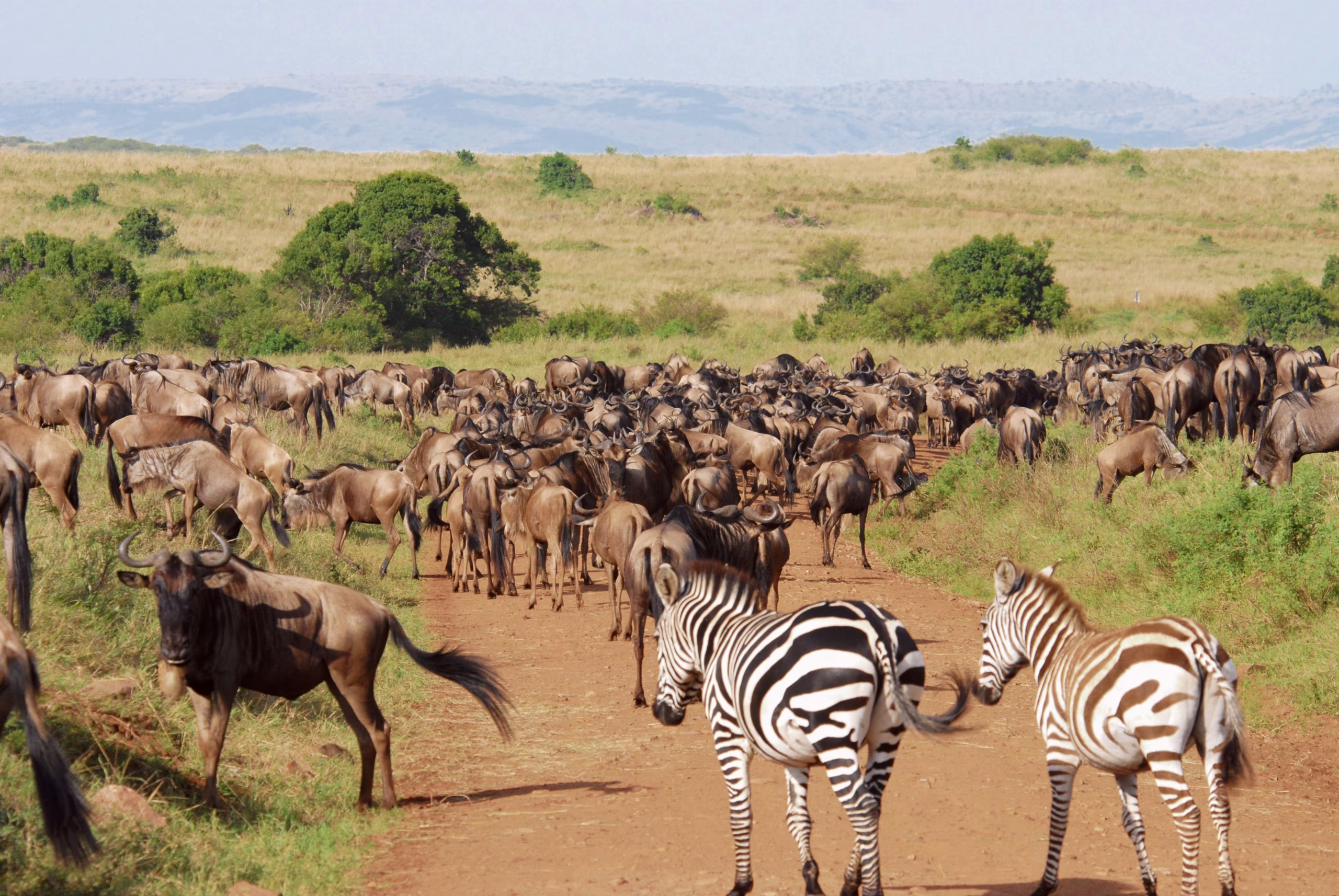 Serengeti