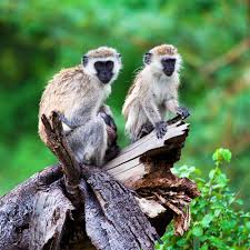 Arusha National Park Exploration