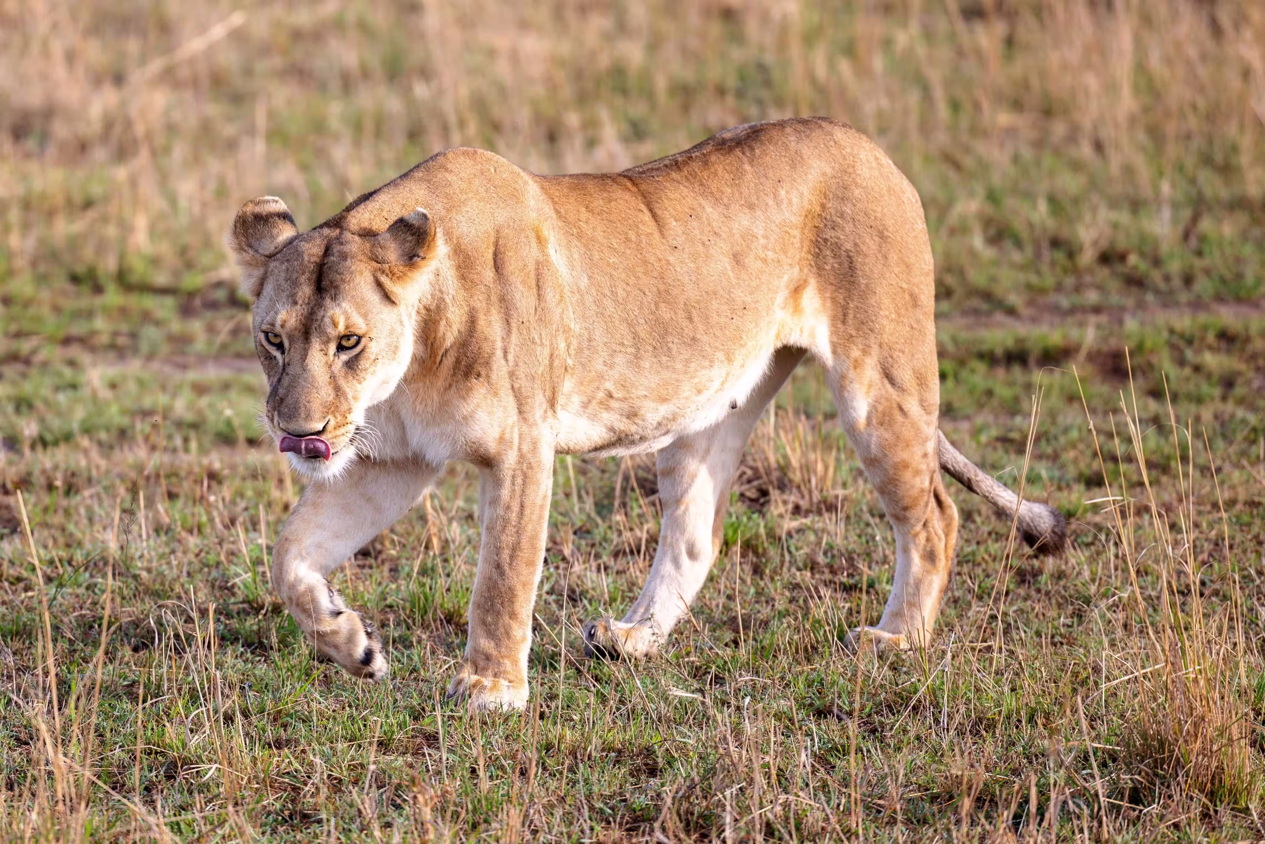 Serengeti fly to arusha