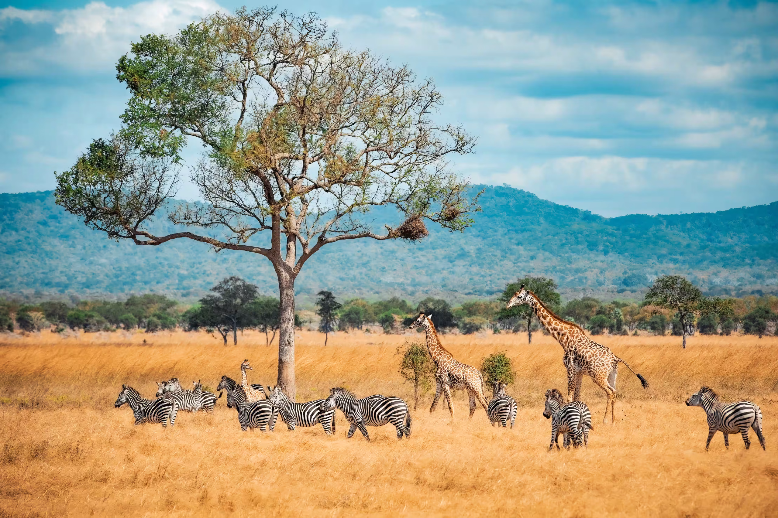 Arusha