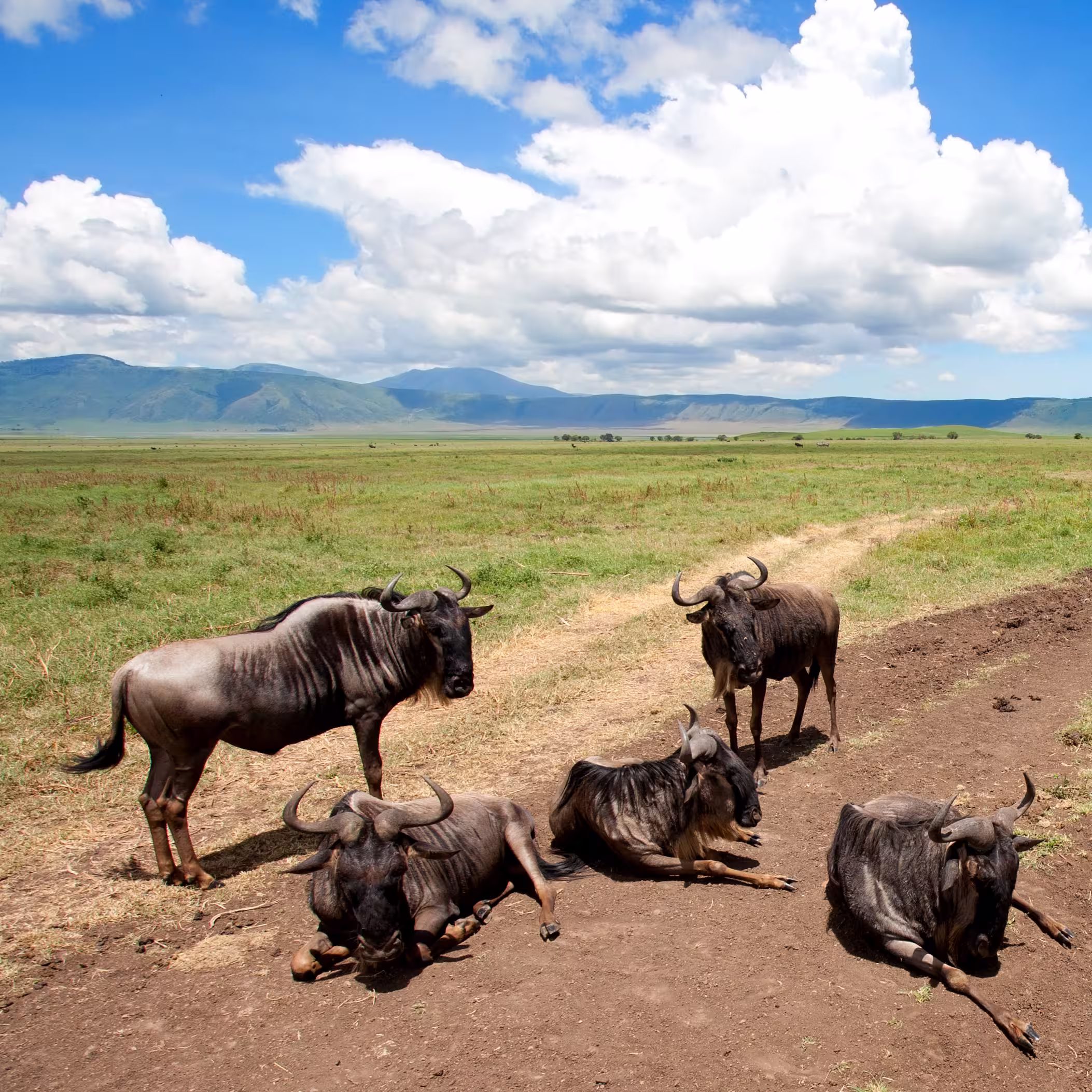 Ngorongoro