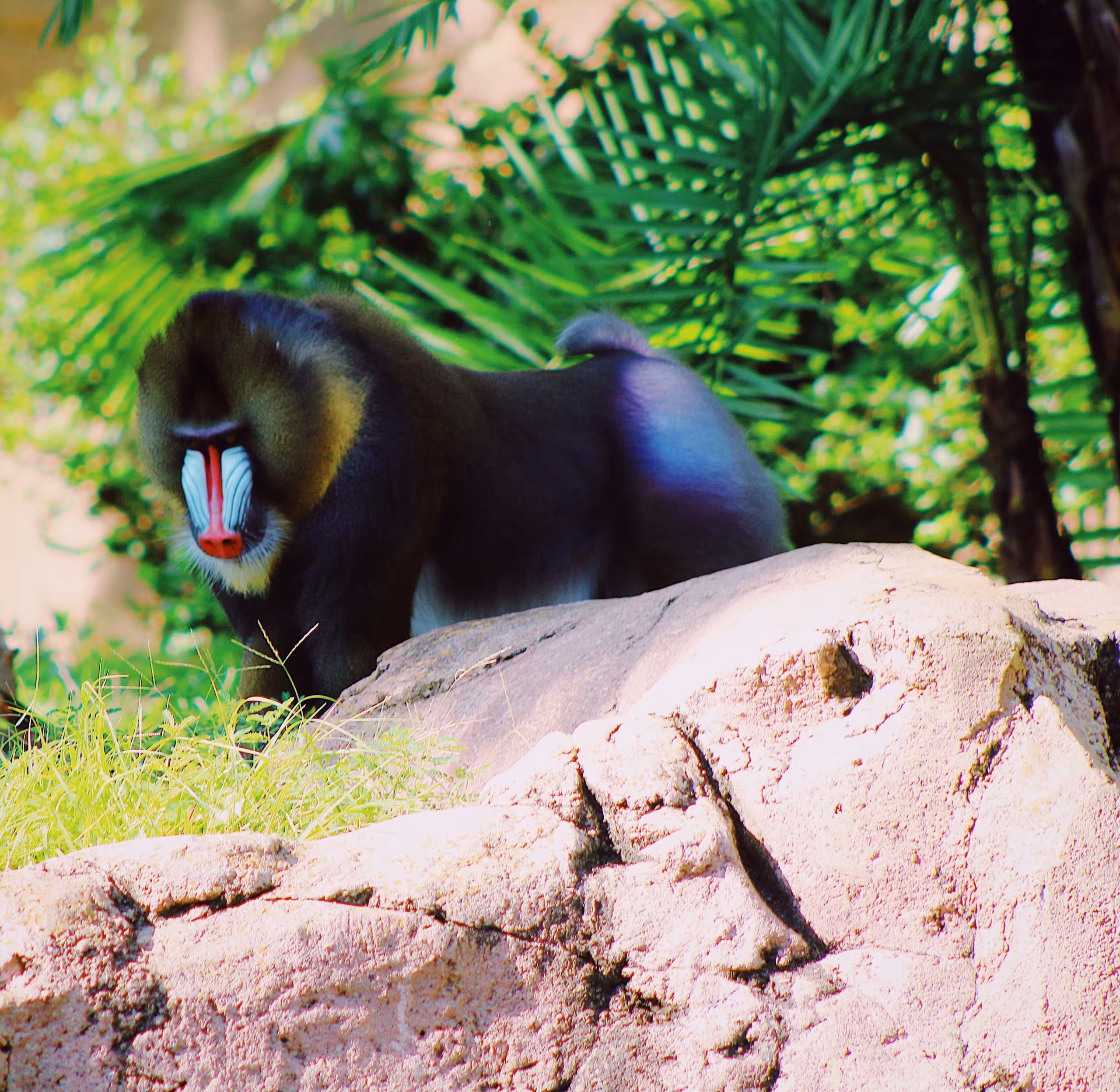 Blue Monkey