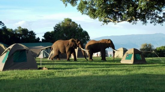 African Elephant