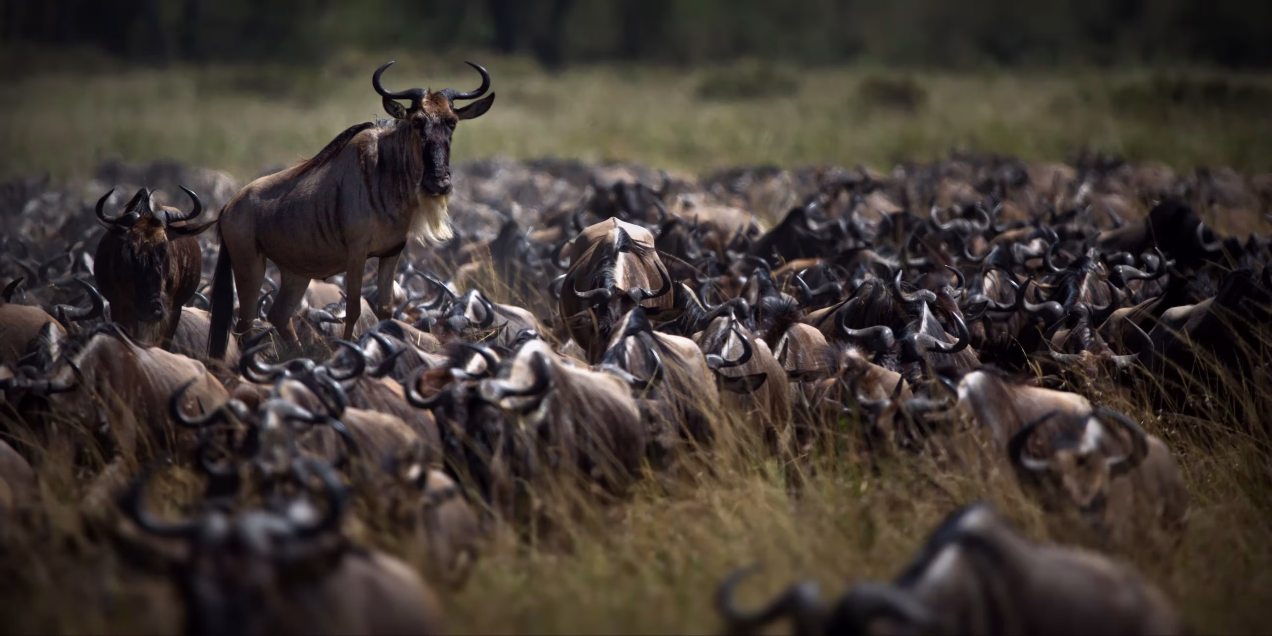Wildebeest migration crossing the Mara River