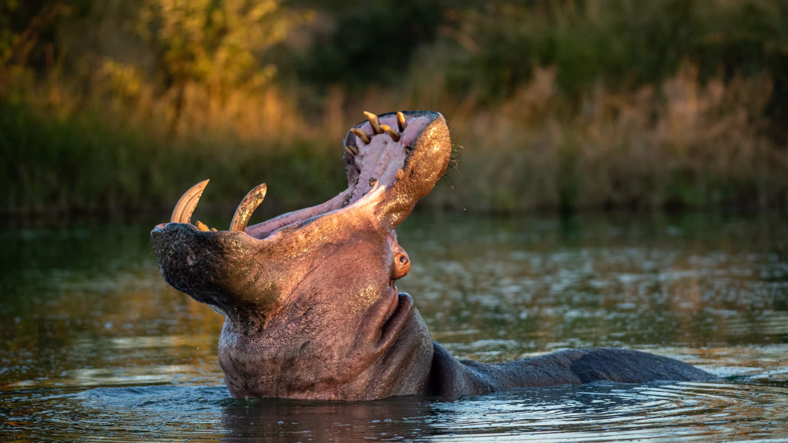 Hippopotamus