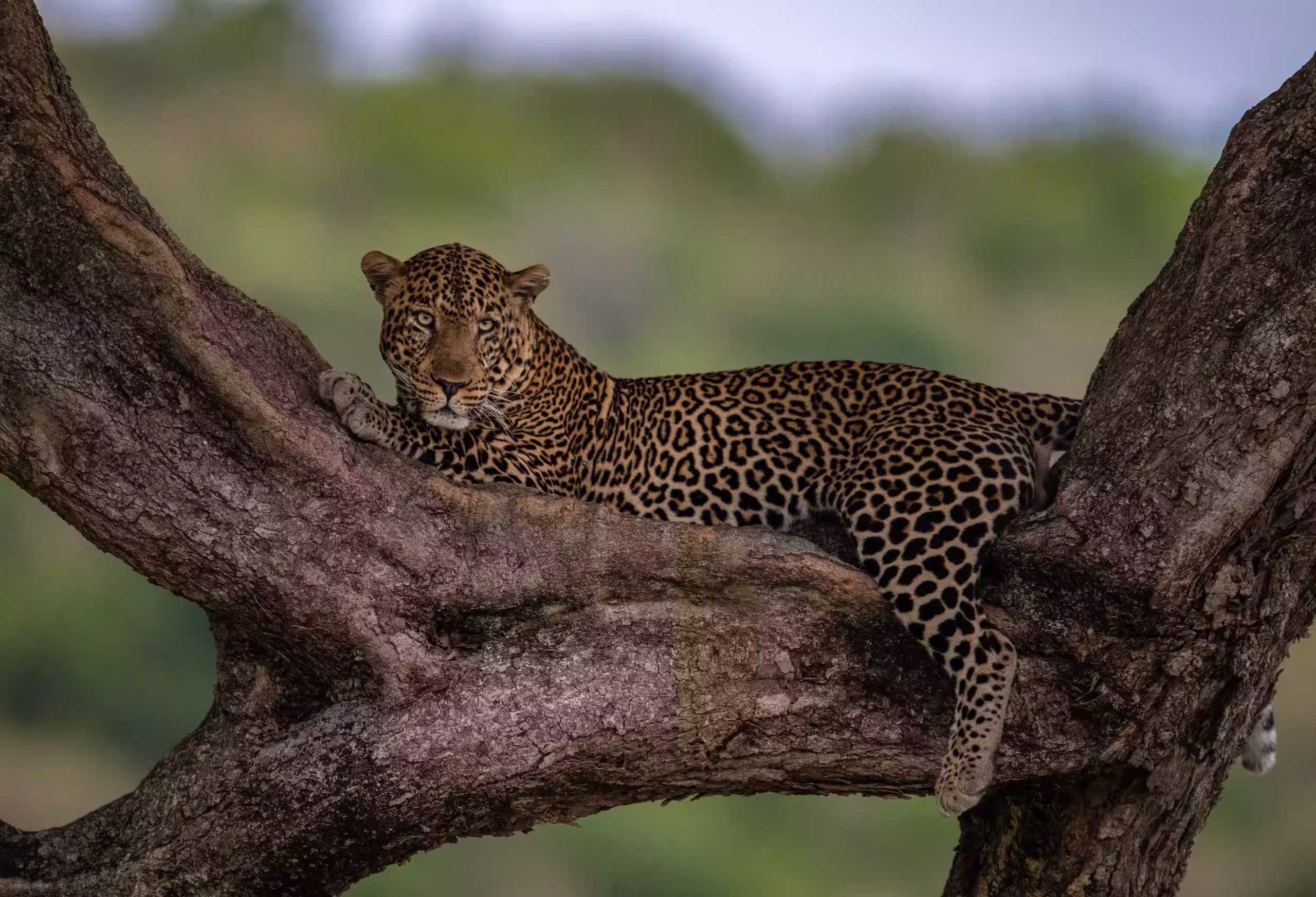 How to spot a leopard in the Seronera valley