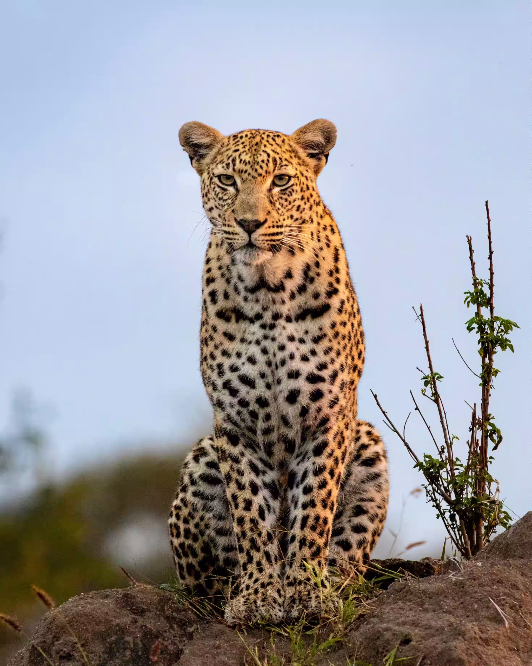 Leopard