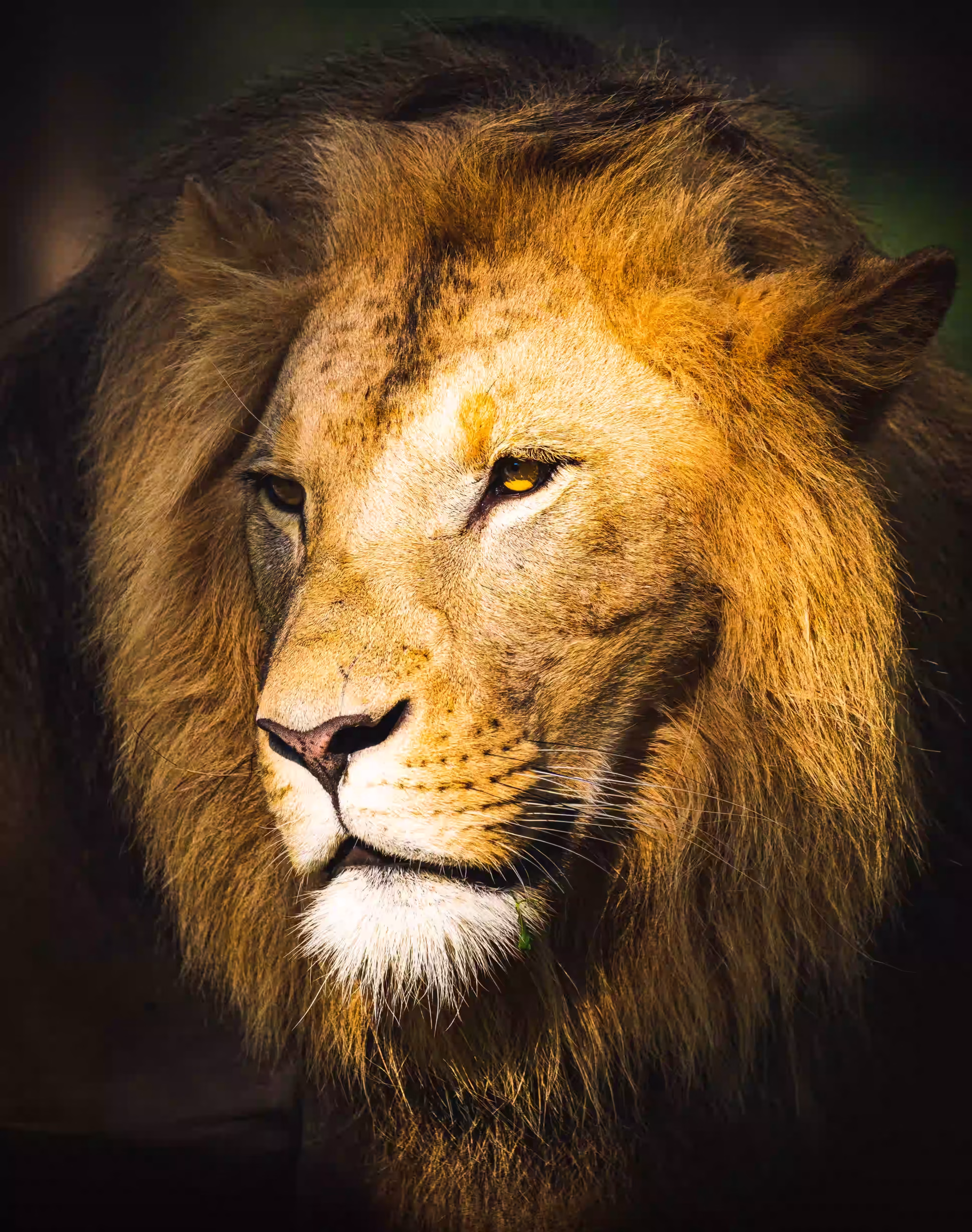 Lion close-up portrait in golden light