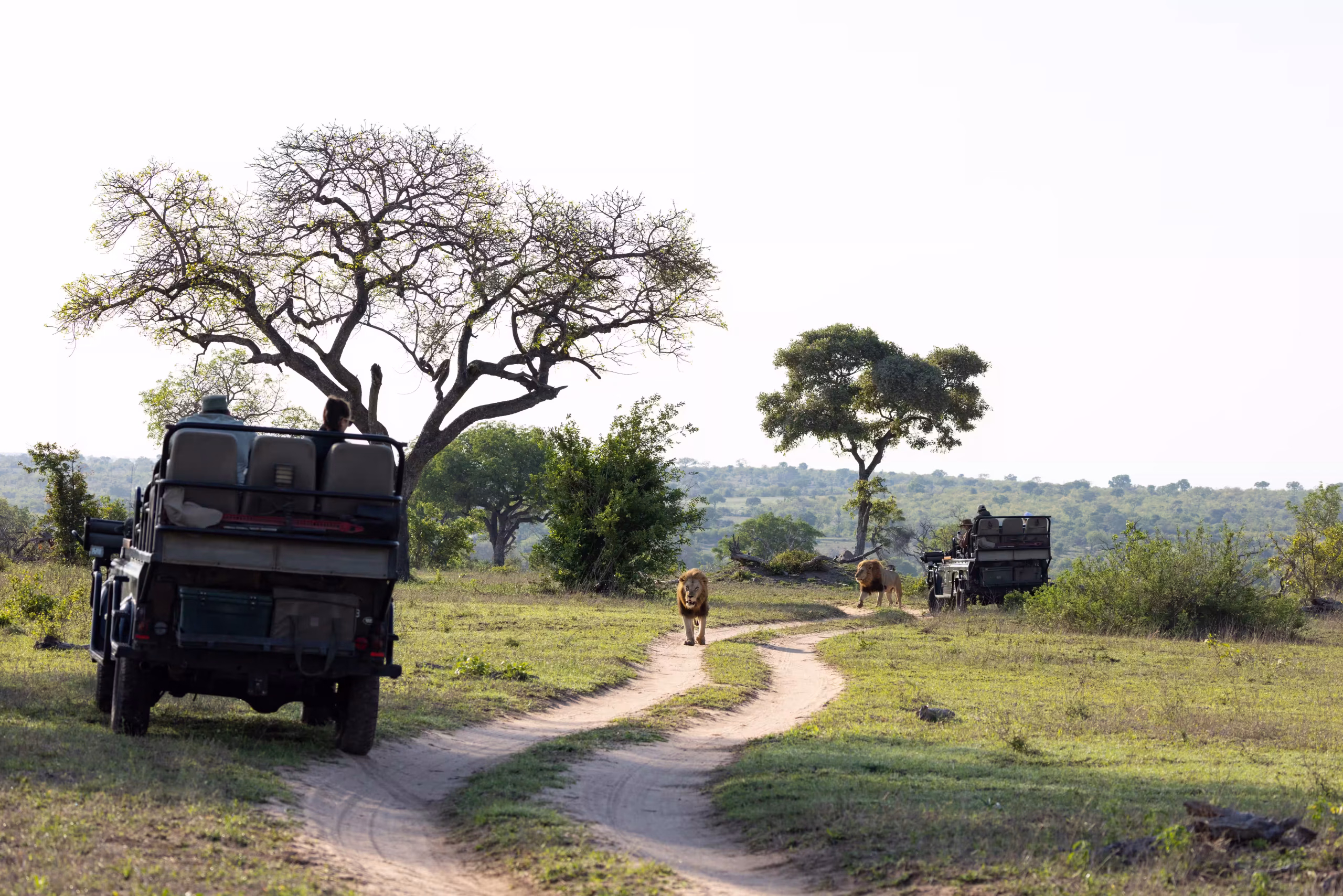 Game drives