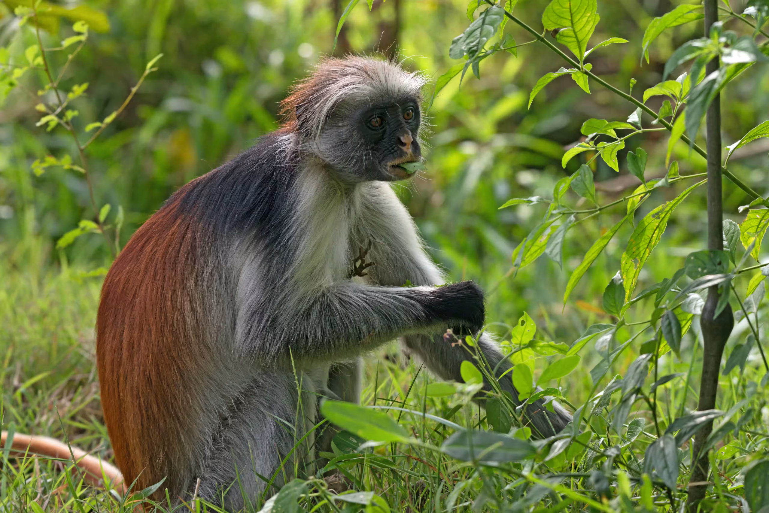 Red Colobus