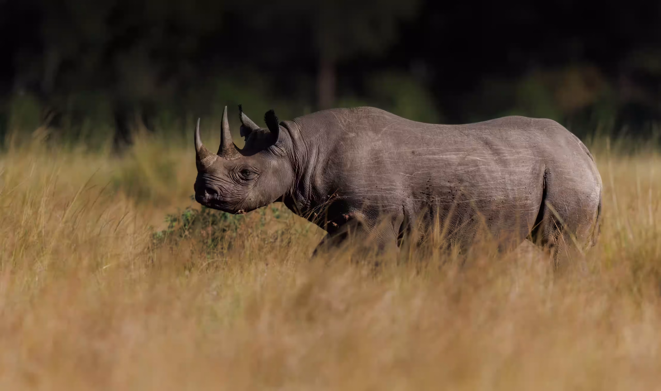 Game drive