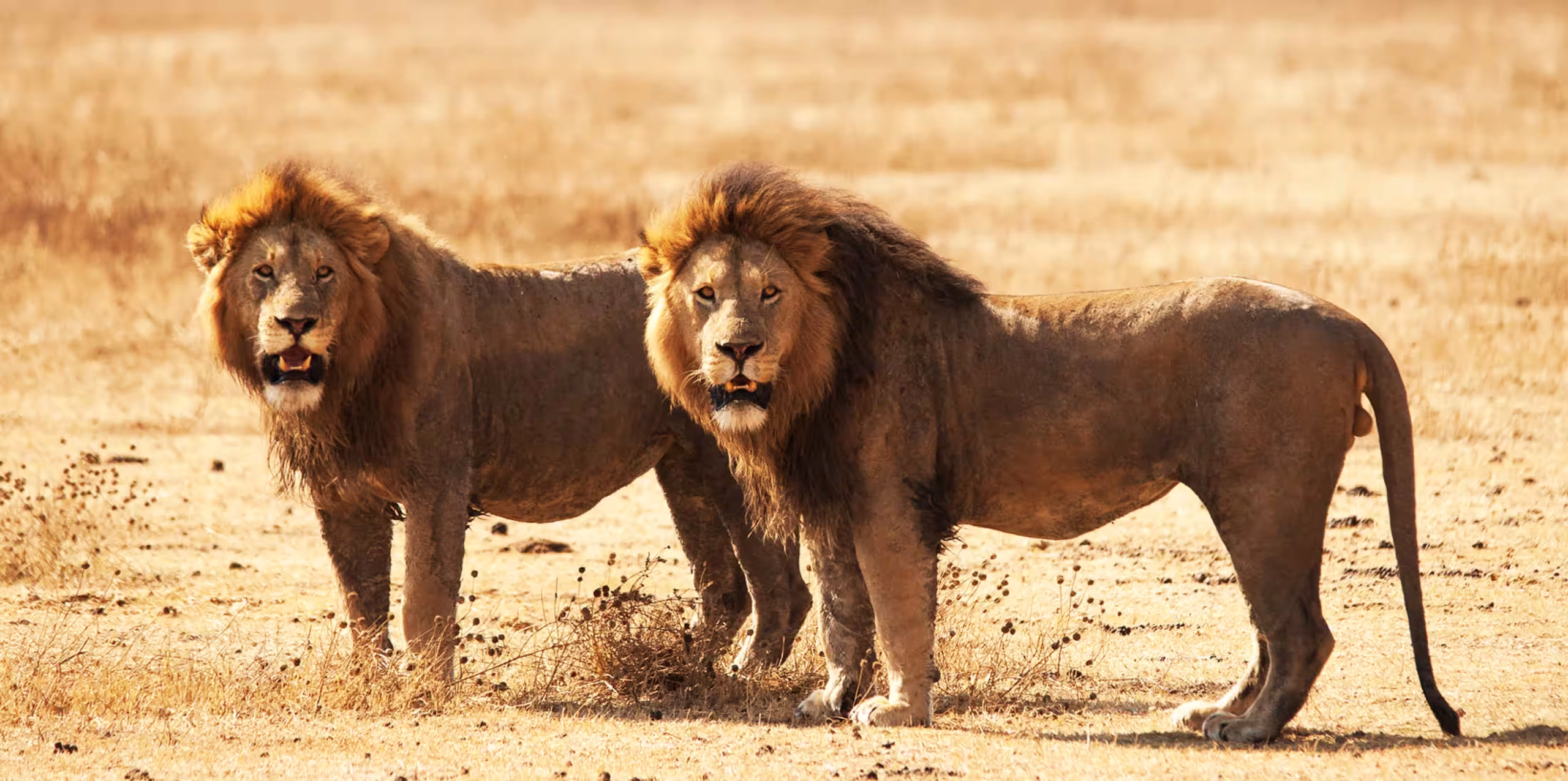 African Lion